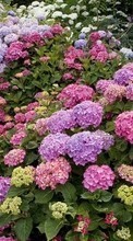 Plantes,Fleurs pour Apple iPhone 4S