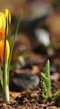 Plantes,Fleurs pour HTC One M9