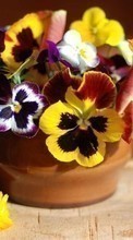 Plantes,Fleurs pour Xiaomi Mi 11
