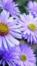 Fleurs,Plantes pour Samsung Omnia HD i8910