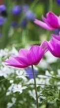 Fleurs,Plantes pour HTC Dream