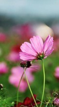 Fleurs,Plantes pour HTC One M8