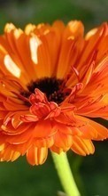 Télécharger une image Plantes,Fleurs pour le portable gratuitement.