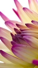 Plantes,Fleurs pour Sony Xperia acro S