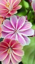 Fleurs,Plantes pour OnePlus 8T