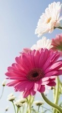 Télécharger une image Fleurs,Plantes pour le portable gratuitement.