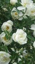 Télécharger une image 240x400 Plantes,Fleurs pour le portable gratuitement.