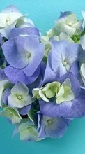 Télécharger une image 240x400 Plantes,Fleurs,Cœurs,Amour,Saint Valentin pour le portable gratuitement.