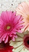 Télécharger une image 320x240 Plantes,Fleurs pour le portable gratuitement.