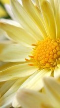 Télécharger une image 320x240 Plantes,Fleurs pour le portable gratuitement.
