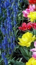 Plantes,Fleurs pour Samsung E250
