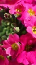 Plantes,Fleurs pour Sony Ericsson Xperia Arc S