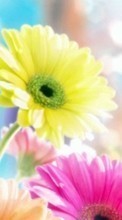 Télécharger une image 1024x600 Plantes,Fleurs pour le portable gratuitement.