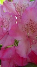 Télécharger une image 240x320 Plantes,Fleurs pour le portable gratuitement.
