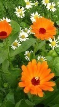 Plantes,Fleurs pour Sony Xperia S