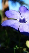 Télécharger une image 128x160 Plantes,Fleurs pour le portable gratuitement.