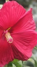 Télécharger une image Plantes,Fleurs pour le portable gratuitement.
