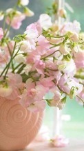 Télécharger une image 720x1280 Plantes,Fleurs pour le portable gratuitement.