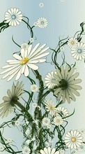 Télécharger une image Plantes,Fleurs,Camomille,Dessins pour le portable gratuitement.