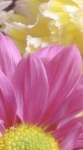 Télécharger une image 320x480 Plantes,Fleurs,Chrysanthème,Dessins pour le portable gratuitement.