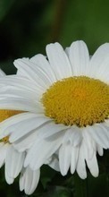 Télécharger une image 800x480 Plantes,Fleurs,Camomille pour le portable gratuitement.