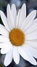 Télécharger une image Plantes,Fleurs,Camomille pour le portable gratuitement.