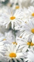 Plantes,Fleurs,Camomille pour HTC Desire 200
