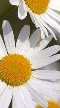 Fleurs,Plantes,Camomille pour LG K10 K430DS