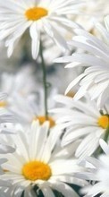 Télécharger une image Fleurs,Plantes,Camomille pour le portable gratuitement.