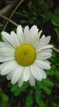 Télécharger une image 240x400 Plantes,Fleurs,Camomille pour le portable gratuitement.