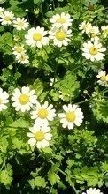 Télécharger une image 320x240 Plantes,Fleurs,Camomille pour le portable gratuitement.