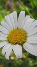Télécharger une image 240x320 Plantes,Fleurs,Camomille pour le portable gratuitement.