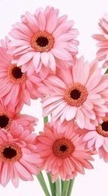 Télécharger une image Plantes,Fleurs,Gerberas pour le portable gratuitement.