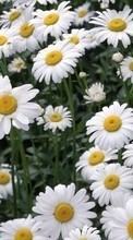 Télécharger une image 128x160 Plantes,Fleurs,Camomille pour le portable gratuitement.