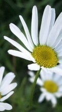 Télécharger une image 800x480 Plantes,Fleurs,Camomille pour le portable gratuitement.