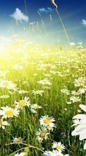 Télécharger une image Plantes,Fleurs,Herbe,Camomille pour le portable gratuitement.