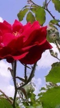 Plantes,Fleurs,Roses pour Nokia Lumia 530