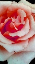Télécharger une image 480x800 Plantes,Fleurs,Roses pour le portable gratuitement.