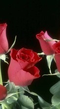 Télécharger une image 320x480 Plantes,Fleurs,Roses pour le portable gratuitement.