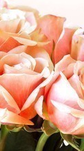 Plantes,Fleurs,Roses pour Apple iPad 3