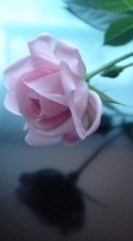 Plantes,Fleurs,Roses pour HTC Explorer