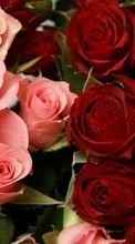 Plantes,Fleurs,Roses pour Fly Nimbus 7 FS505