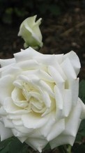 Télécharger une image 720x1280 Plantes,Fleurs,Roses pour le portable gratuitement.