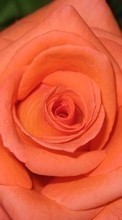 Télécharger une image 1024x768 Plantes,Fleurs,Roses pour le portable gratuitement.