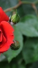 Télécharger une image Fleurs,Roses,Plantes pour le portable gratuitement.