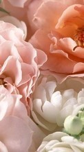 Télécharger une image Fleurs,Roses,Plantes pour le portable gratuitement.