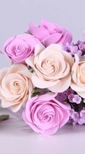 Télécharger une image Roses,Plantes,Fleurs pour le portable gratuitement.