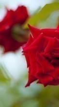 Plantes,Fleurs,Roses pour Asus ZenFone 2