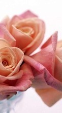 Fleurs,Roses,Plantes pour Asus ZenFone 2