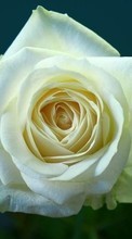 Télécharger une image Roses,Plantes,Fleurs pour le portable gratuitement.